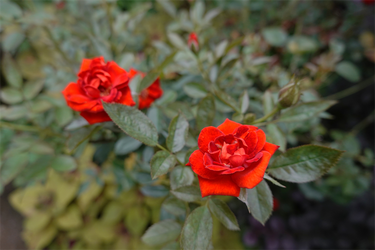 DSC09255_R