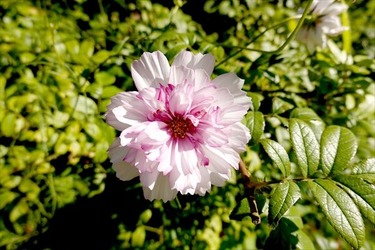DSC02662_R