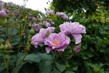 DSC07323_R
