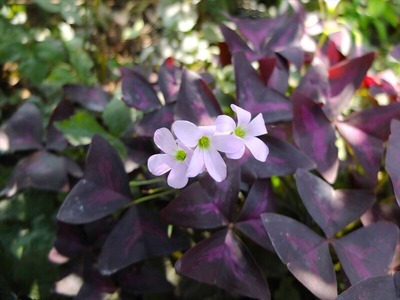DSCF5482_R