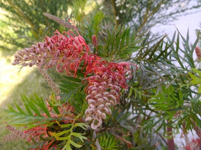 DSCF2925_R