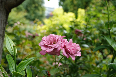 DSC08842_R
