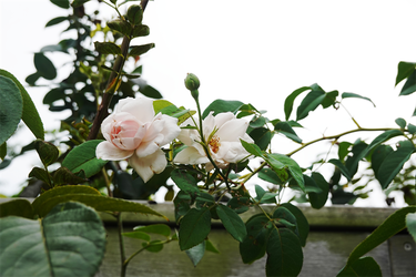 DSC09307_R