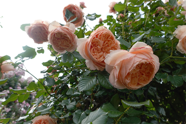 DSC07553_R