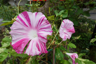DSC09098_R