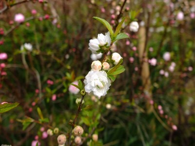 DSCF1668_R