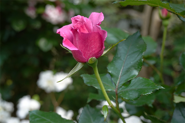 DSC07020_R