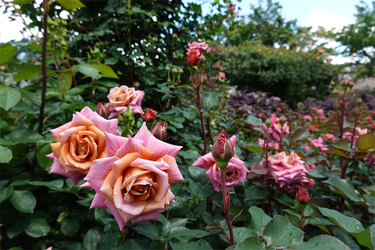 DSC01441_R
