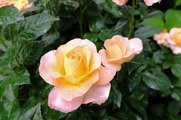 DSCF3334_R