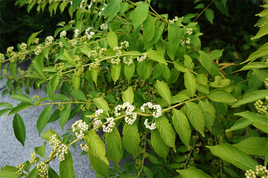 DSC09198_R