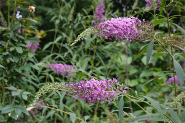 DSC09270_R