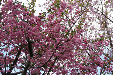 DSC06430_R