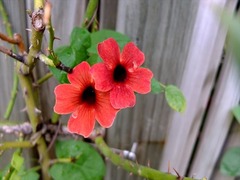 DSCF9729_R
