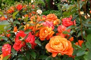 DSCF3415_R