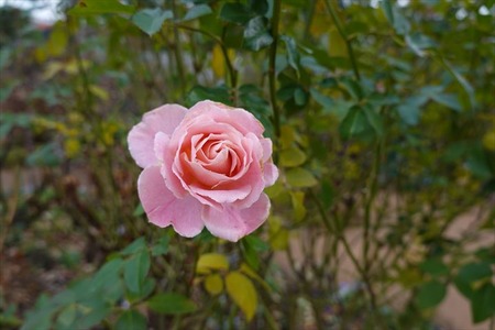 DSC03700_R