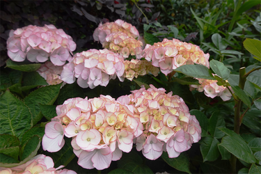 DSC08096_R