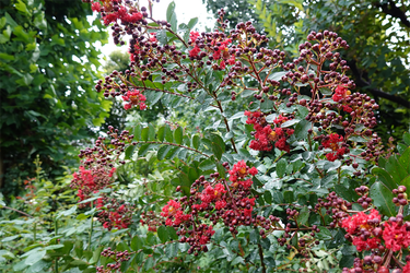DSC03204_R