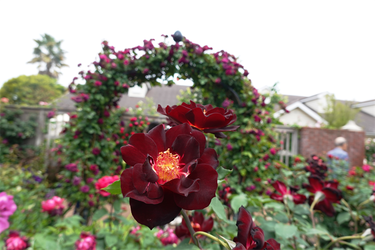 DSC07501_R