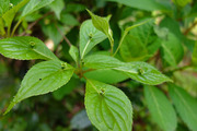 DSCF1238_R
