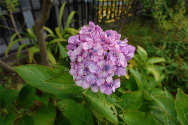 DSC09185_R