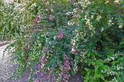 DSCF5444_R