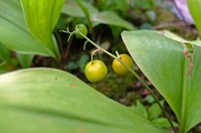 DSCF5842_R