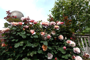 DSC06831_R