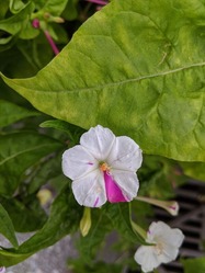 IMG_20190914_143528_R