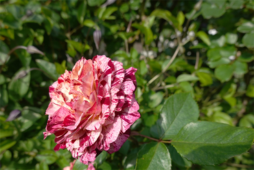 DSC07116_R
