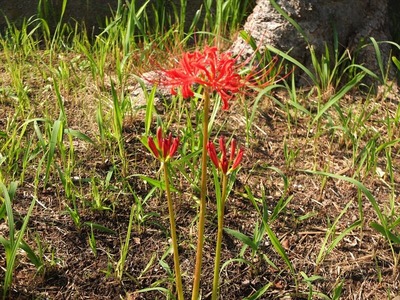 DSCF5548_R