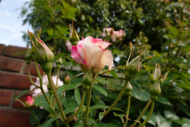 DSC07000_R
