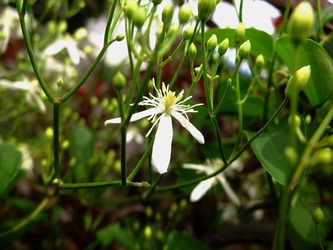 DSCF1591_R