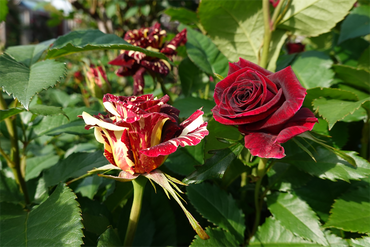 DSC07126_R