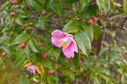 DSCF1234_R
