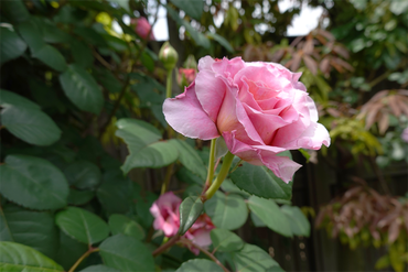 DSC07535_R