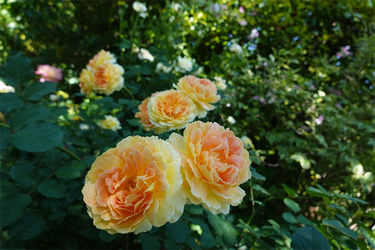 DSC07703_R