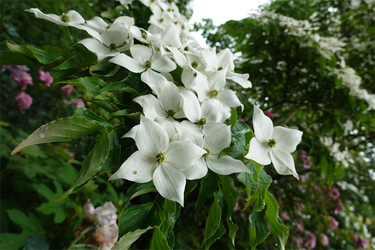 DSC01423_R