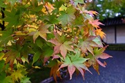 DSCF7472_R