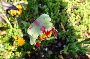 DSCF2473_R