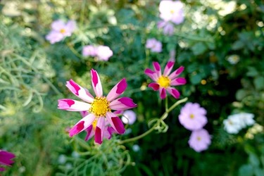 DSC02685_R