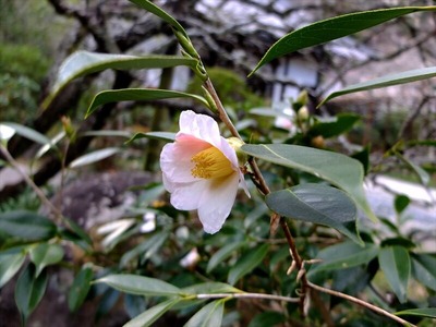 DSCF1195_R