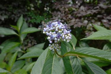 DSC02930_R
