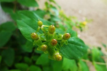 DSC08080_R