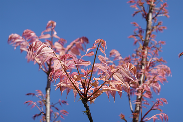 DSC06635_R