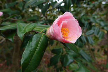 DSC06006_R
