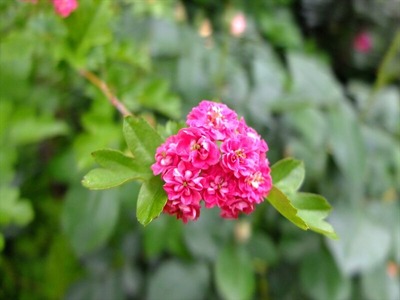 DSCF2647_R