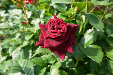 DSC07121_R