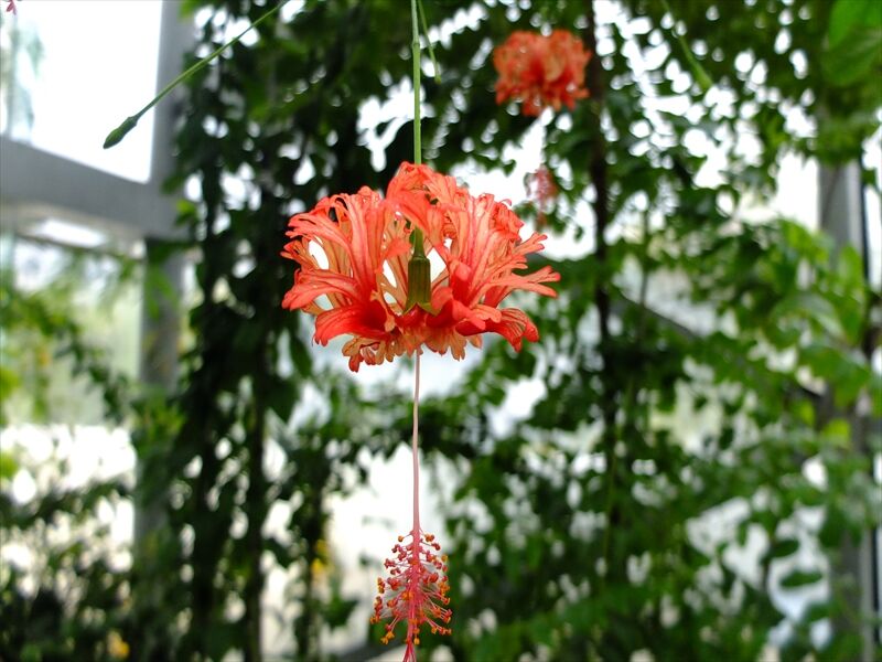 藍川京 の部屋 新宿御苑 温室の花 １ Livedoor Blog ブログ