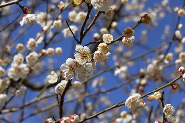 DSC00244_R