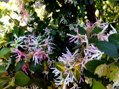 DSCF4939_R